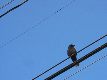 crow