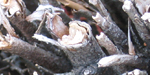 branches
