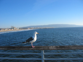 bird