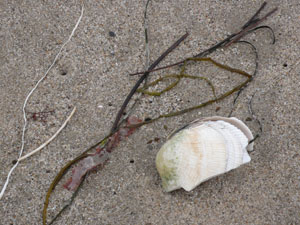 shell