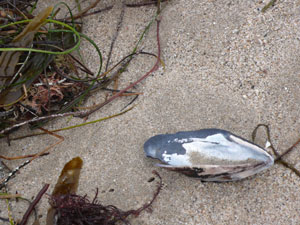 shell