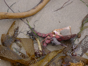 shell