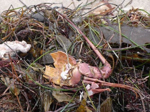 shell