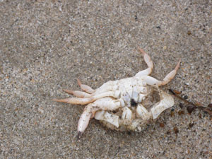 shell