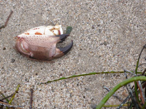 shell