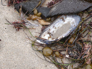 shell