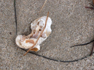 shell