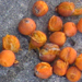 berries
