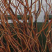 twigs