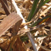 dried grass
