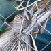 fence