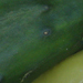cucumbers