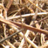 dried grass