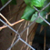 fence