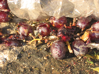 grapes