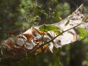 web