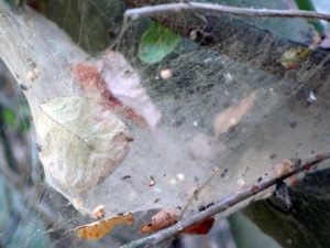 web