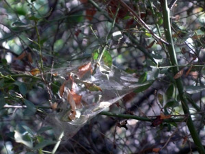 web