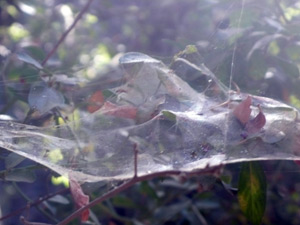 web