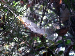 web