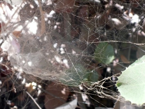 web