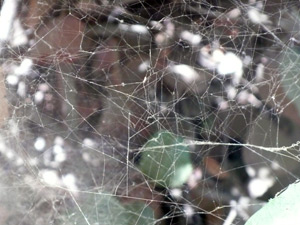 web