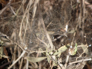 web