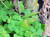Clovers