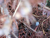 Dead Weed