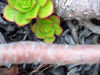 Green Cactus