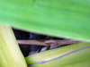 Petal Crack