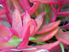 Red Cactus