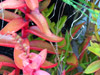 Red Stalk