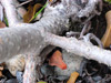 Trunk